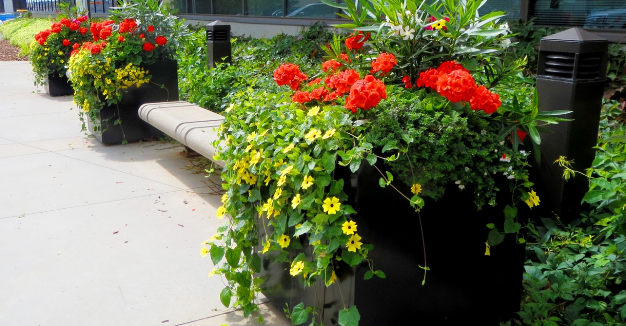 Urban Exterior Plants & Planters - Greenjeans Interiorscape