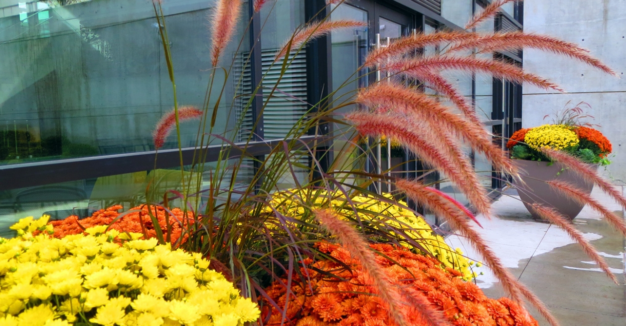 Urban Exterior Plants & Planters - Greenjeans Interiorscape