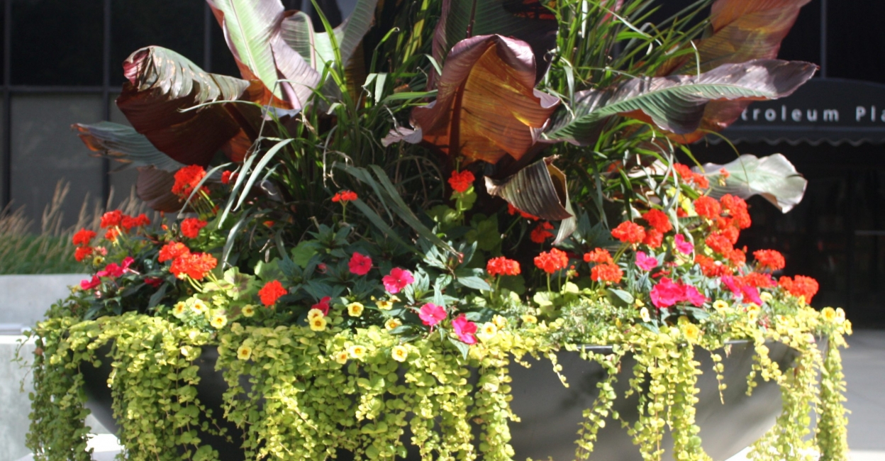 Urban Exterior Plants & Planters - Greenjeans Interiorscape