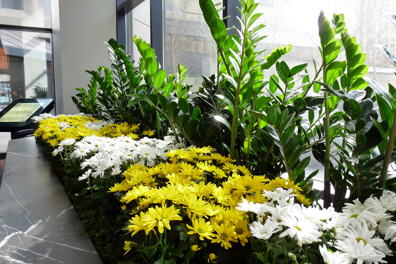 Bright yellow and white daisies with ZZ plants sitting in bright sunlight