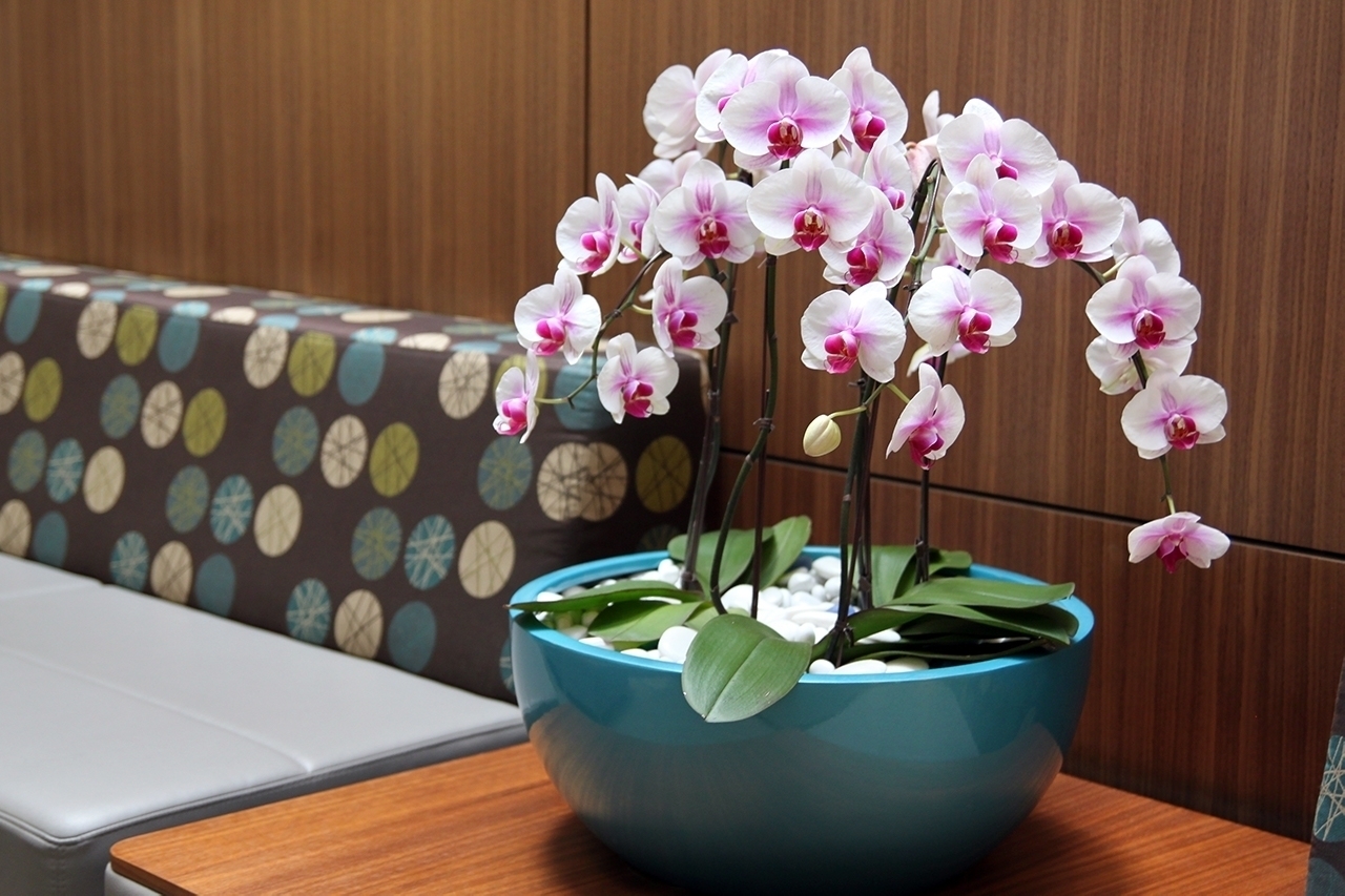 Pink orchids overflowing in a bowl display