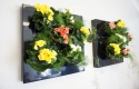 Begonias in Living Wall