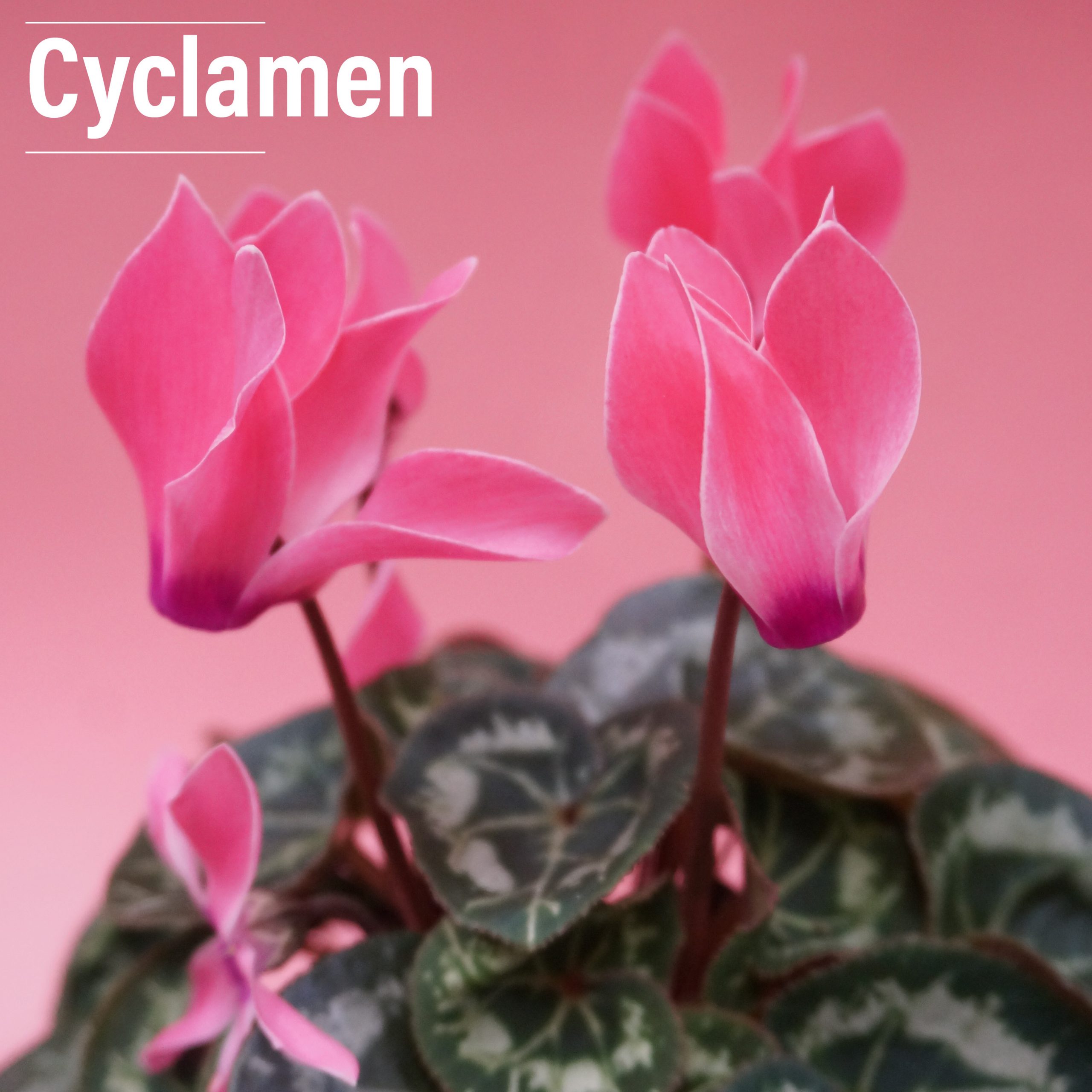 Cyclamen close up. A nice change to a regular flower rotation