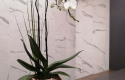 White Orchid Display