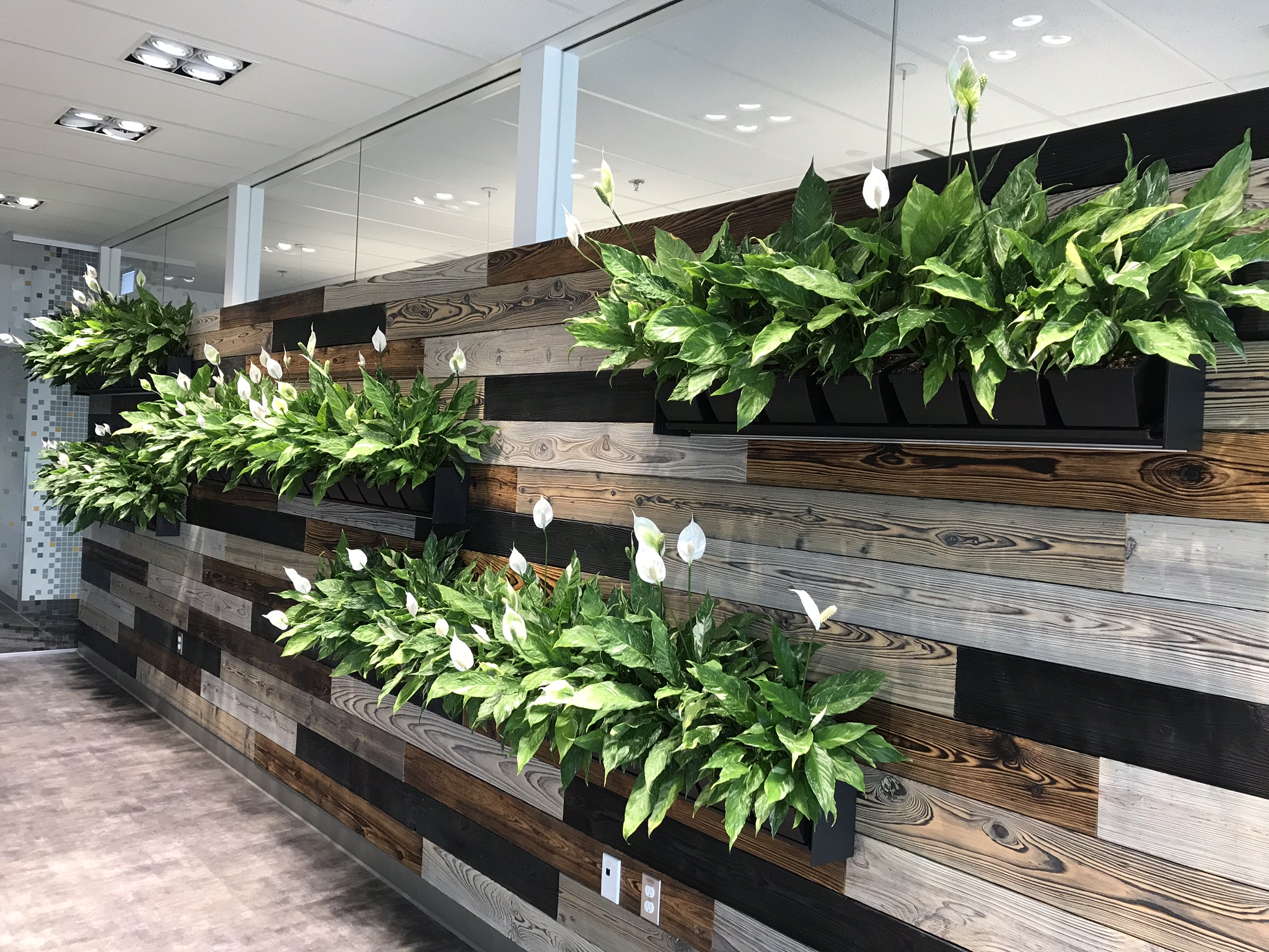 Biophilic Design. Wood paneling with Living wall full of Peace Lilies.