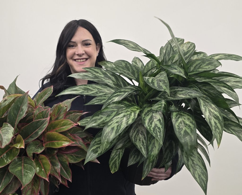 A team member maintaining one of our beautiful green walls